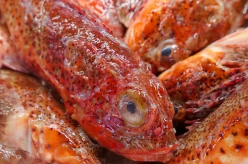 Lähikuva kasasta punaisia ​​makrilli-kaloja, jotka esittelevät niiden eloisaa väriä ja rakennetta.