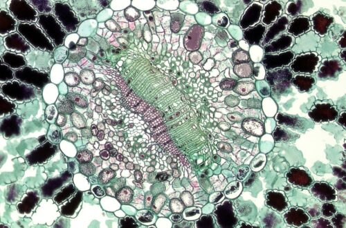 Syöpä - Läpimurtoja syövän piiloutumisessa: Kuinka immuunijärjestelmä voi voittaa haimasyövän