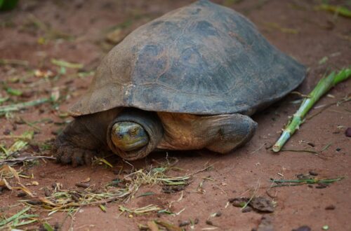 Hyvinvointi - Näin Luot Terveellisen ja Hyvinvointiin Keskittyvän Ruokakomeron Vuodelle 2023
